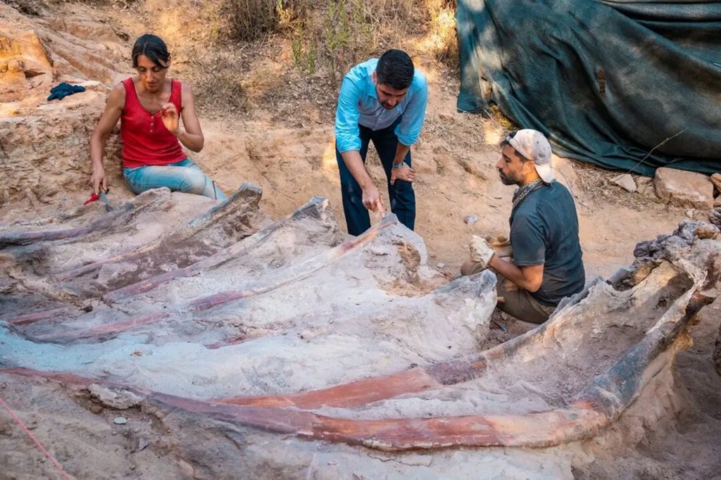 Esqueleto de dinossauro de 25 metros de altura é encontrado em jardim de homem em Portugal